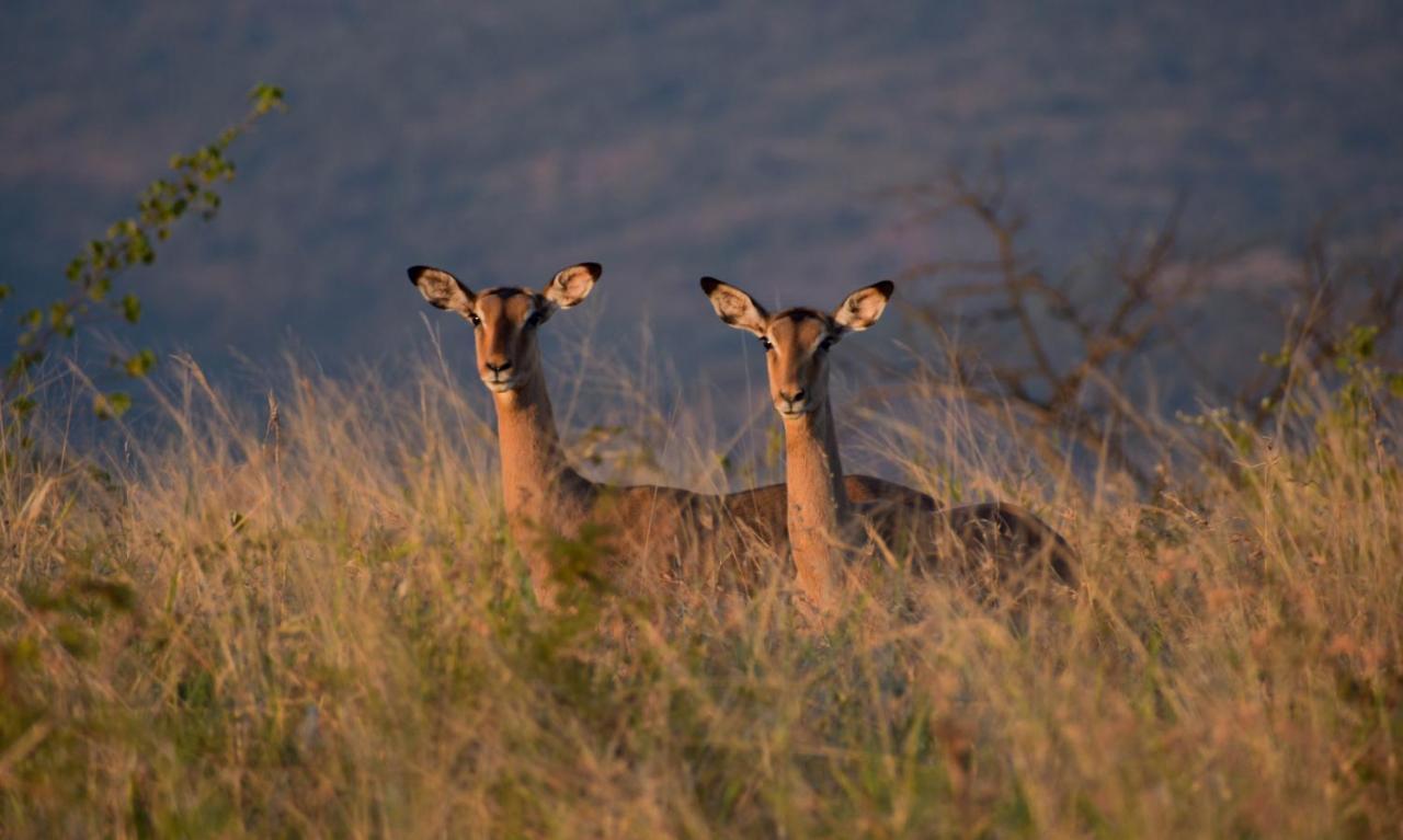 African Spirit Game Lodge Mkuze Dış mekan fotoğraf