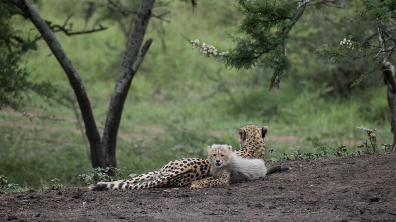 African Spirit Game Lodge Mkuze Dış mekan fotoğraf